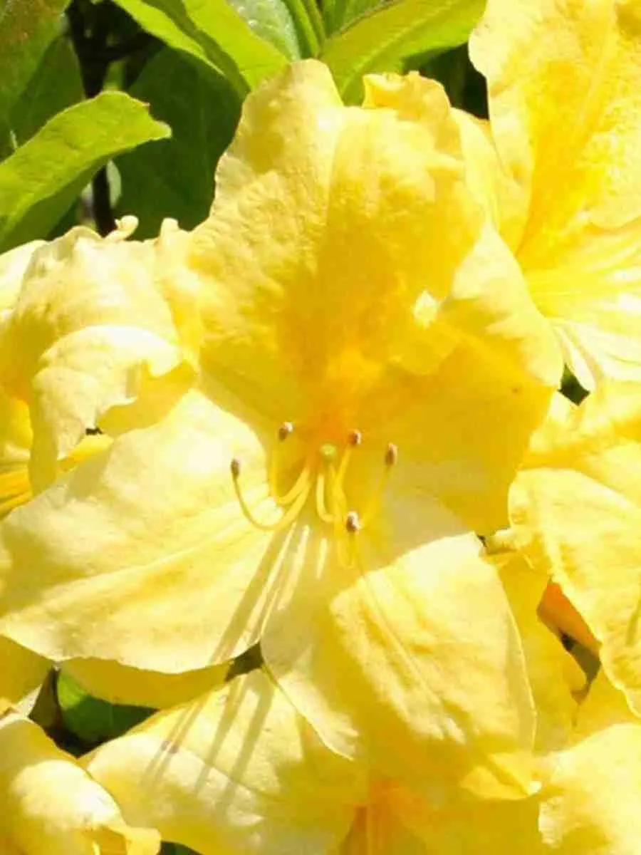 Азалия крупноцветковая Anneke Азалия крупноцветковая Anneke