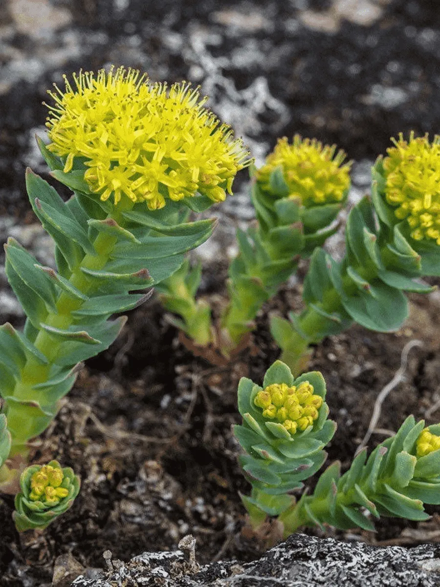 Родиола Родиола