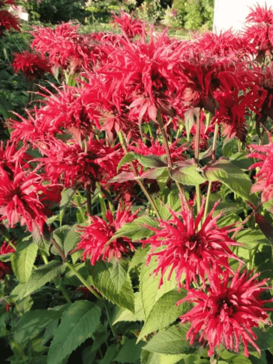 Монарда гибридная Gardenview Scarlet Монарда гибридная Gardenview Scarlet