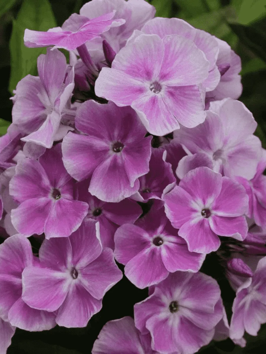 Флокс метельчатый Miss Kelly