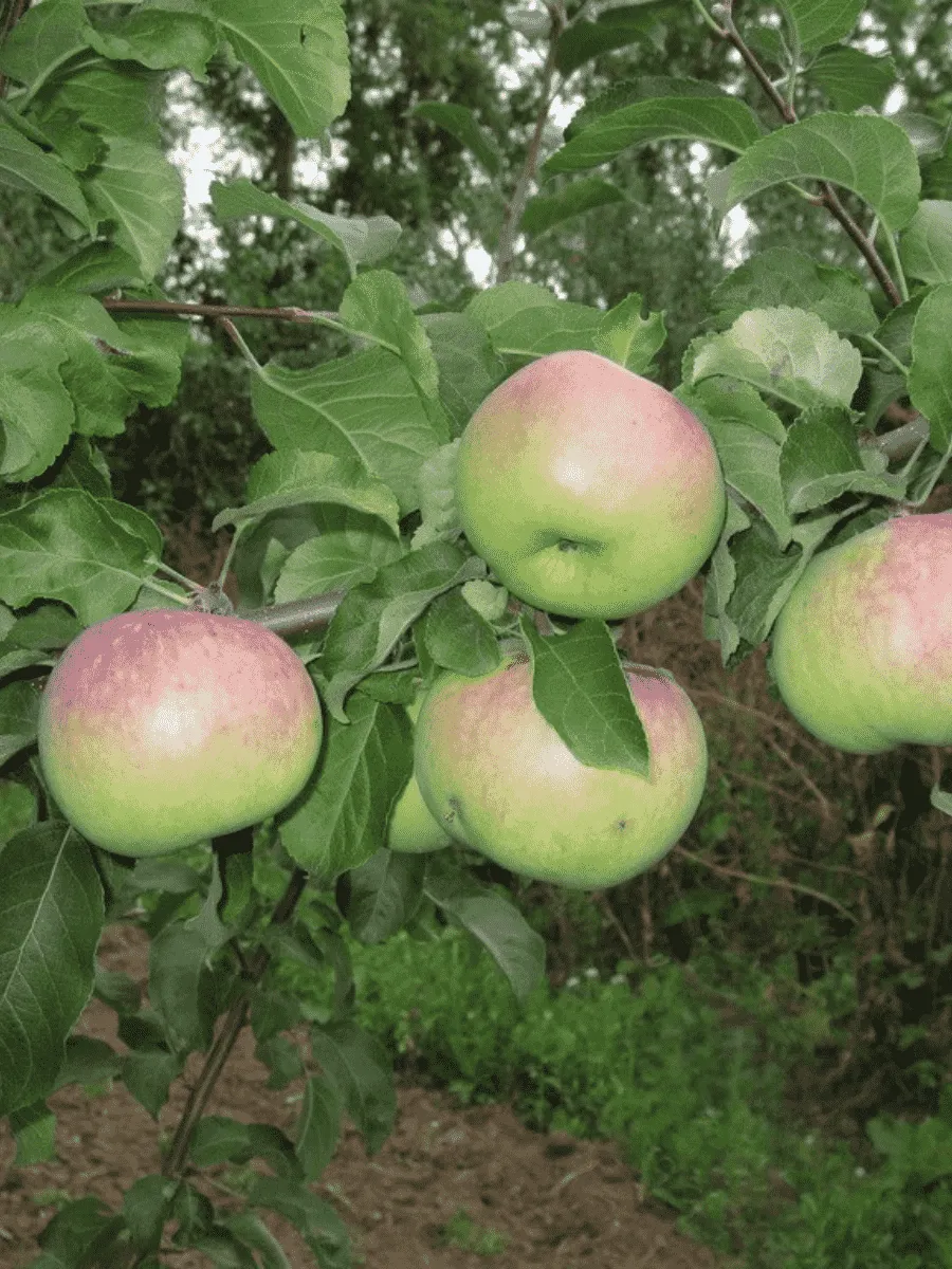 Яблоня Болотовское