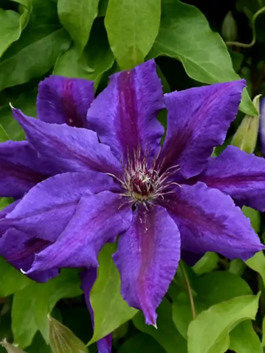 Клематис Wildfire Клематис Wildfire