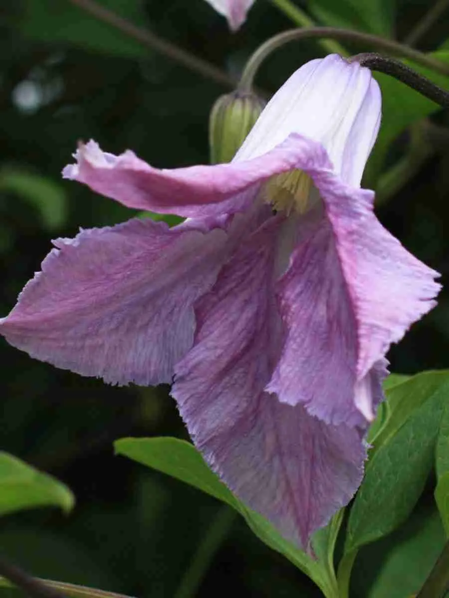 Клематис гибридный Betty Corning