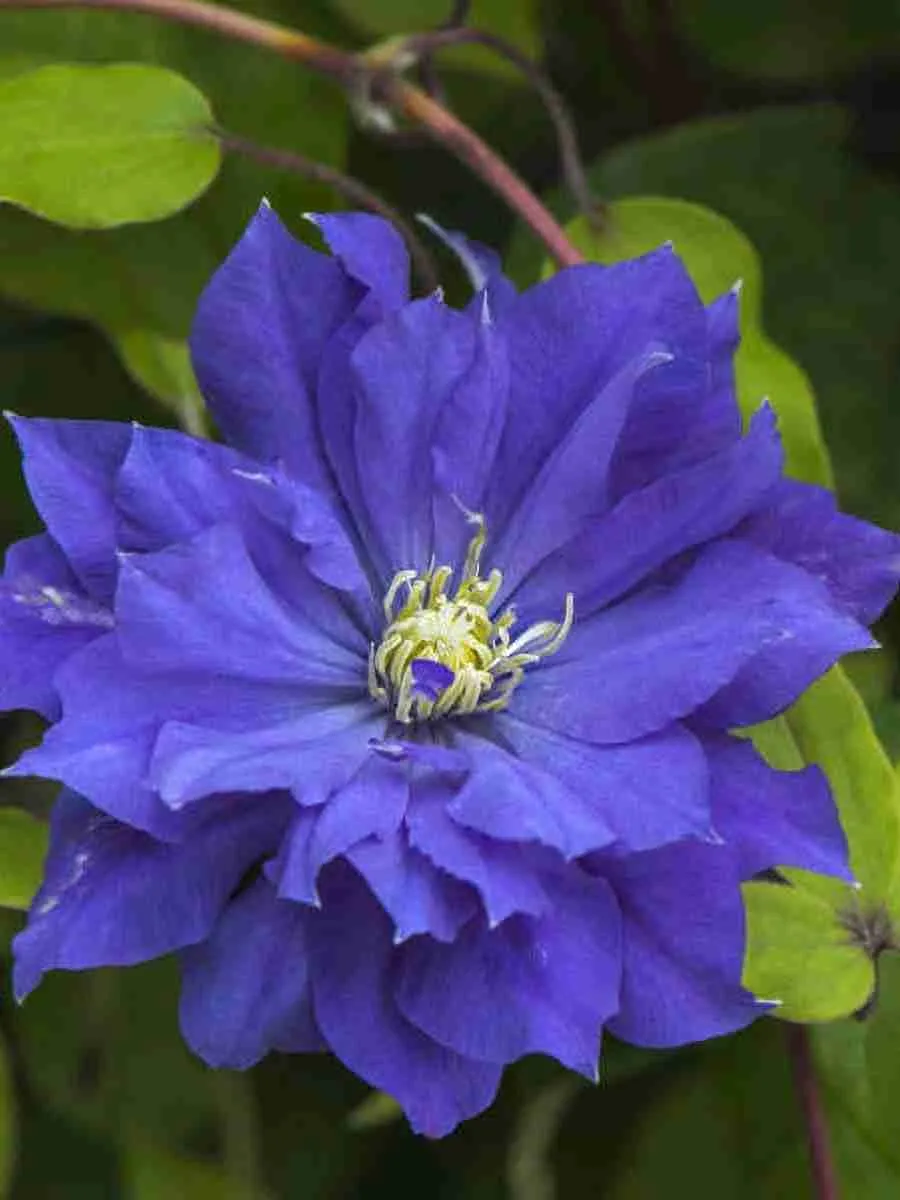 Клематис Copernicus