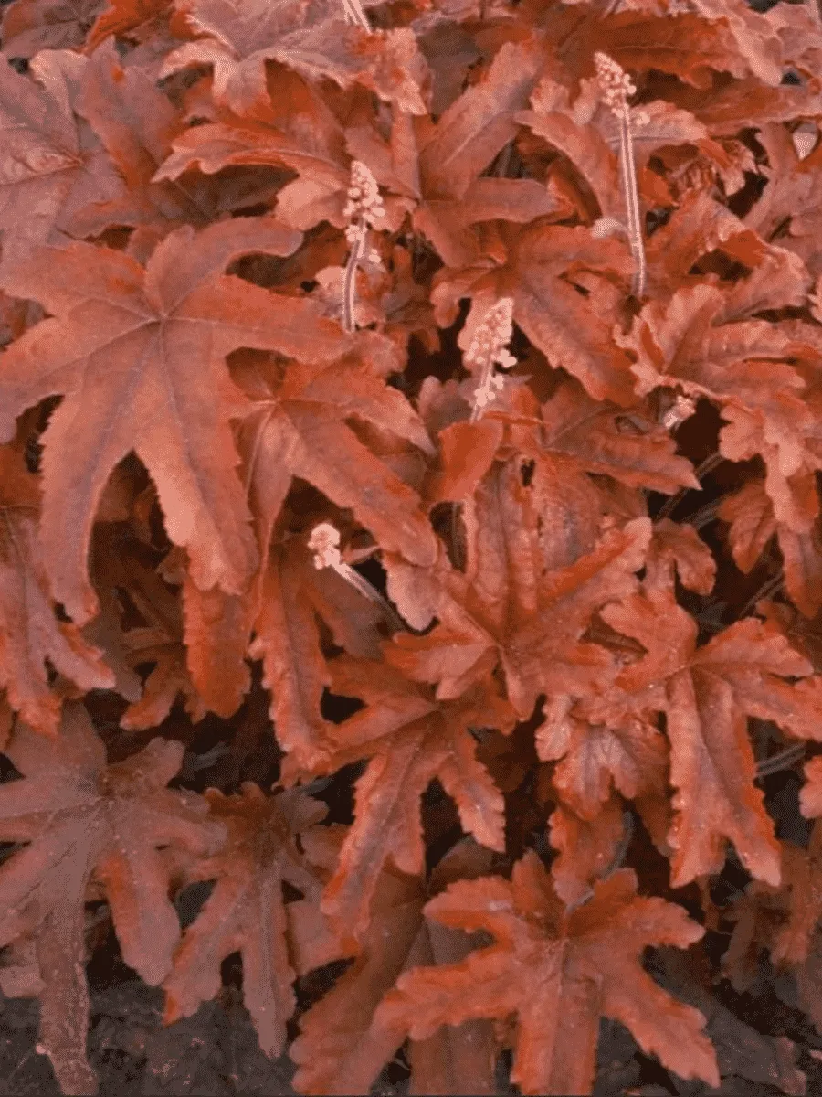 Гейхерелла Red Rover