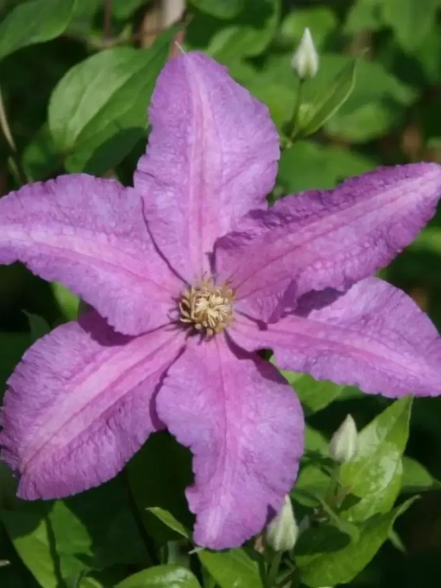 Клематис гибридный Danuta