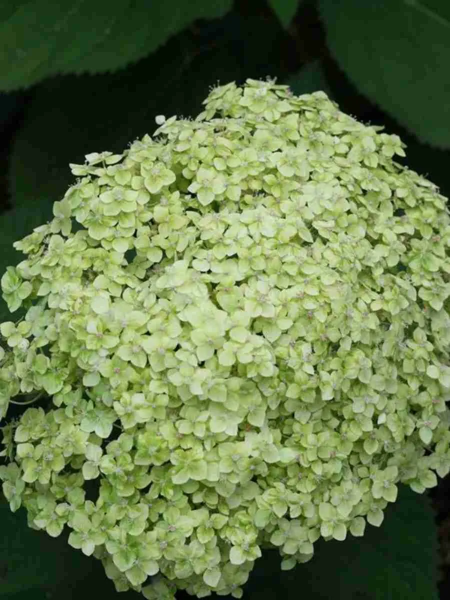 Гортензия древовидная  Lime Rickey