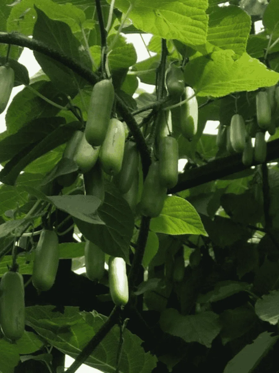 Актинидия коломикта Вафельная Актинидия коломикта Вафельная