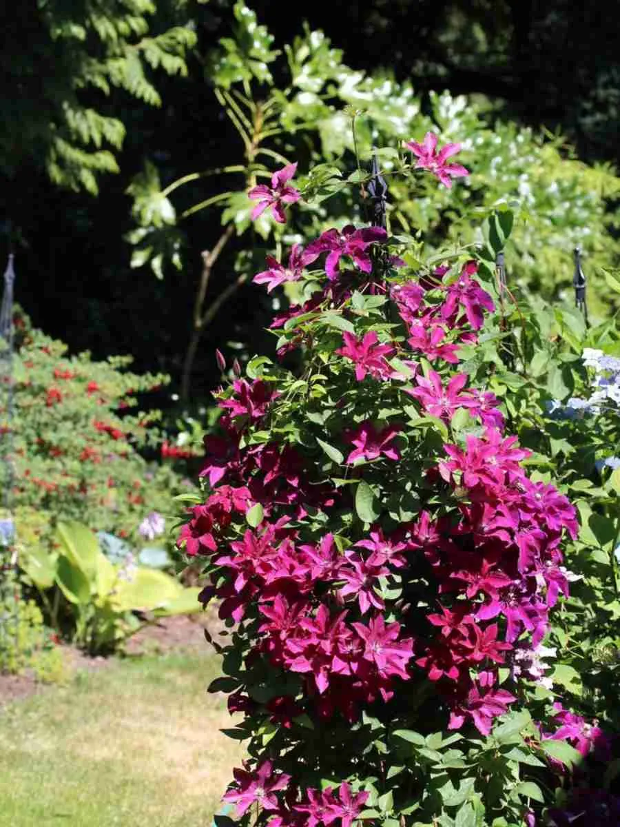 Клематис гибридный Perida Клематис гибридный Perida