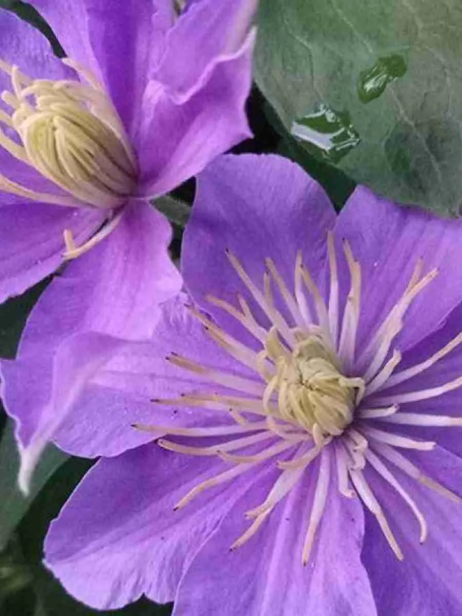 Клематис Justa