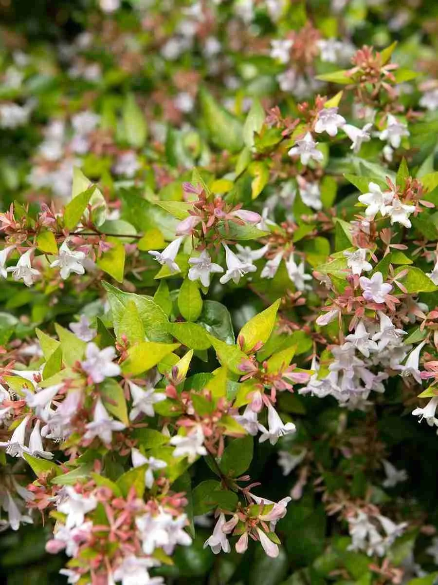 Абелия Мосанская Абелия Мосанская