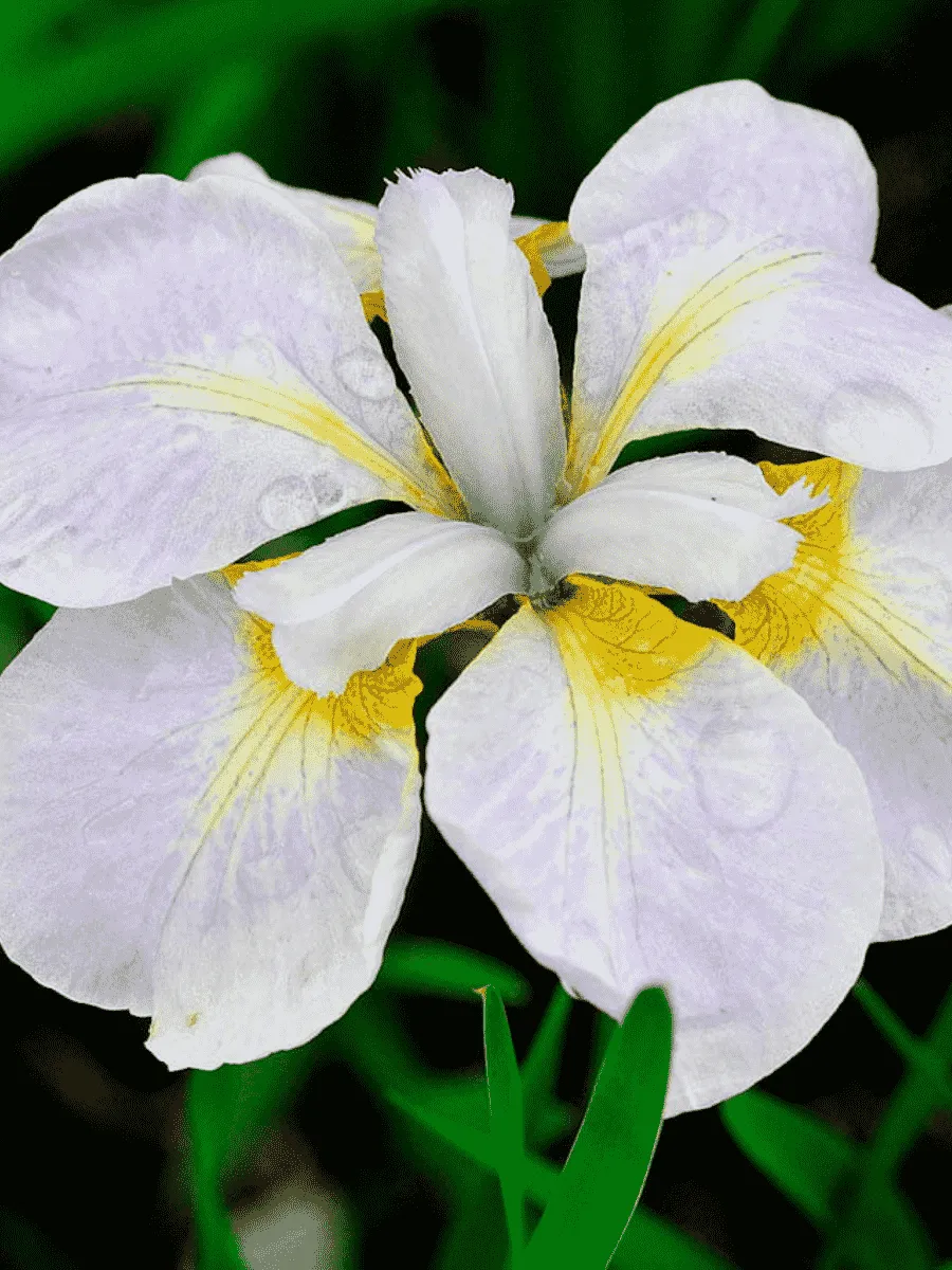 Ирис сибирский Ama no Hana