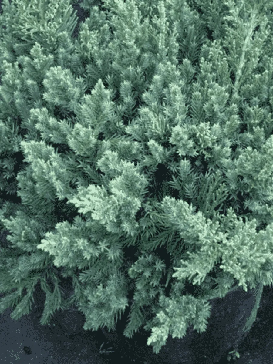 Можжевельник китайский San Jose