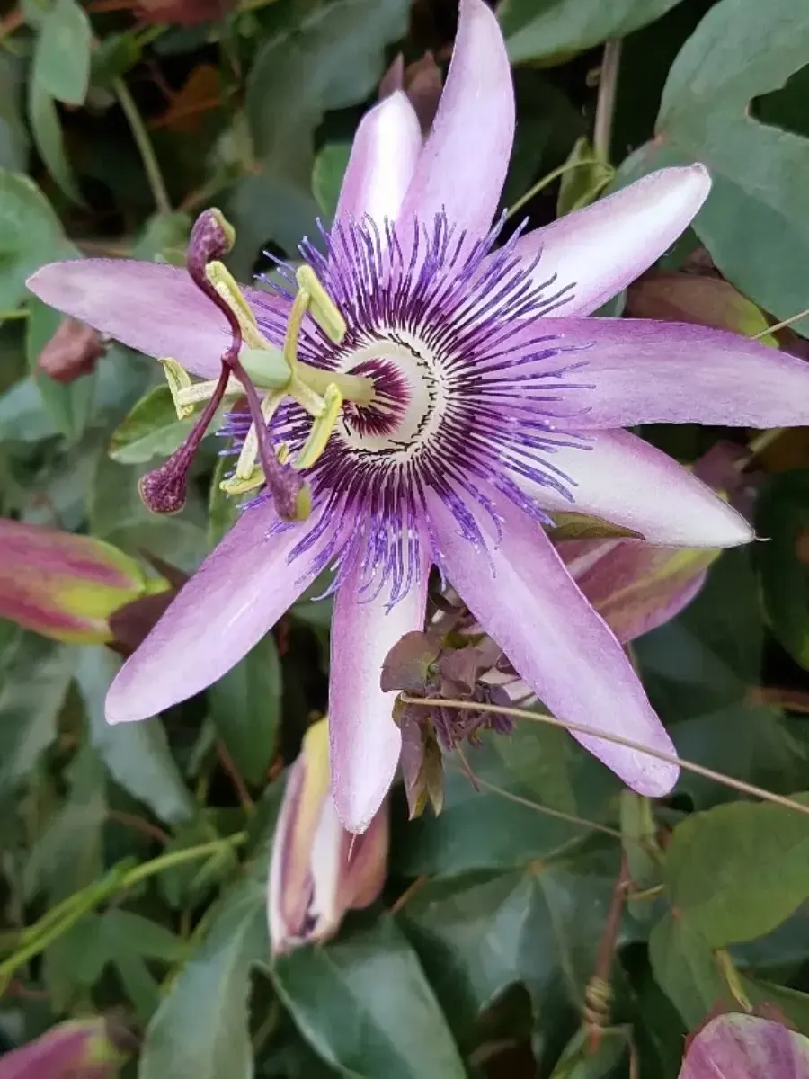 Маракуйя съедобная Lavender Lady