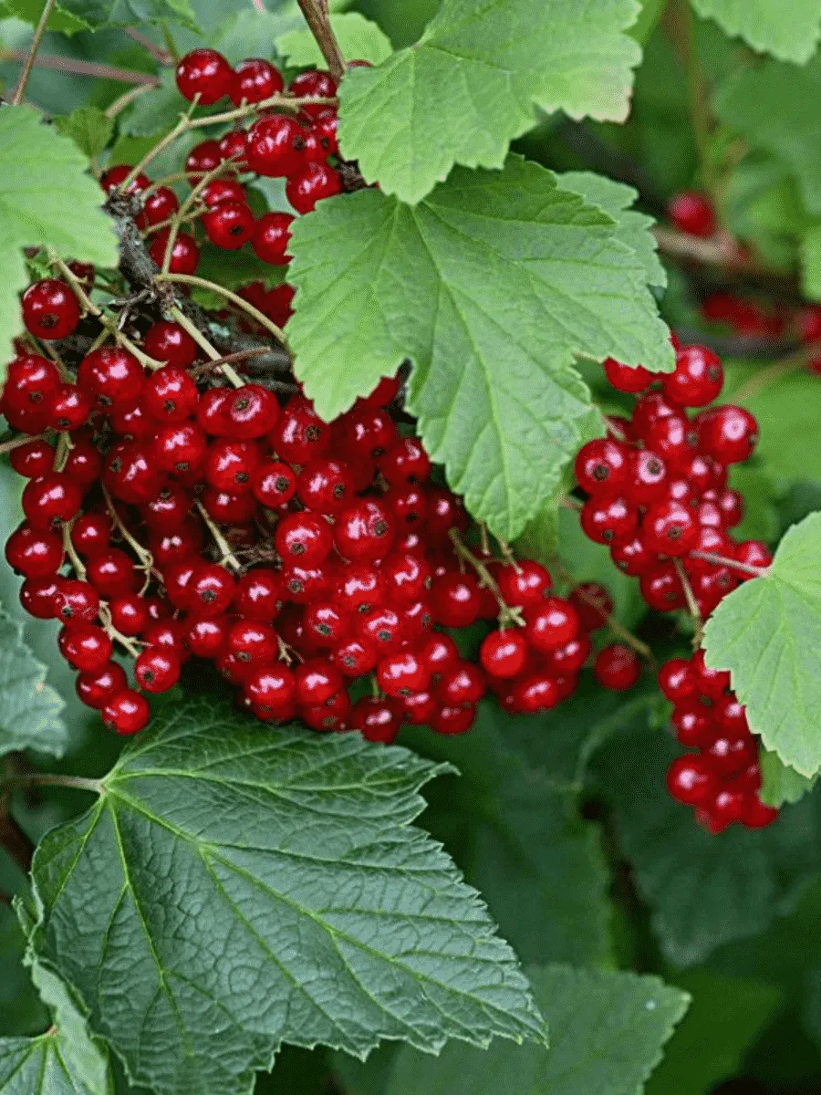 Смородина красная Ранняя Сладкая Смородина красная Ранняя Сладкая