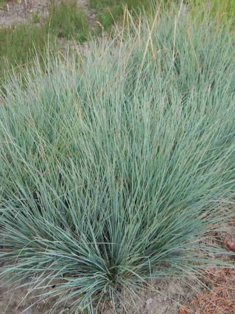 Овсец вечнозеленый Saphirsprudel Овсец вечнозеленый Saphirsprudel