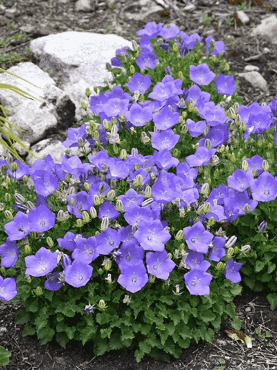 Колокольчик карпатский