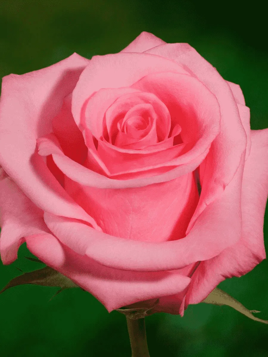 Роза чайно-гибридная OPALA