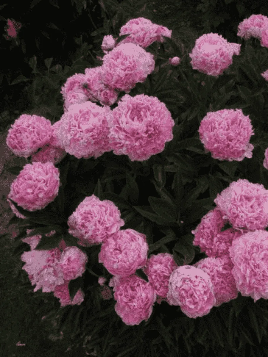 Пион Молочноцветковый Lady Kate