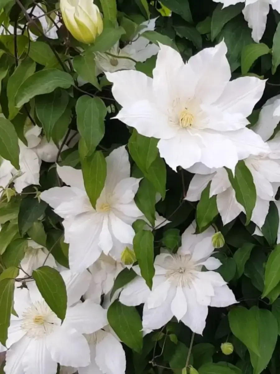 Клематис гибридный Halina Noll Клематис гибридный Halina Noll