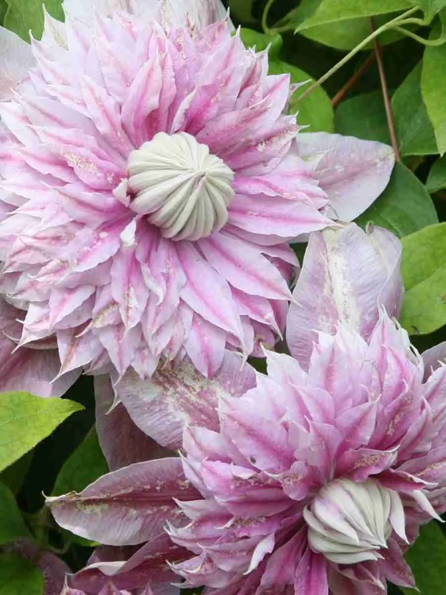 Клематис Josephine