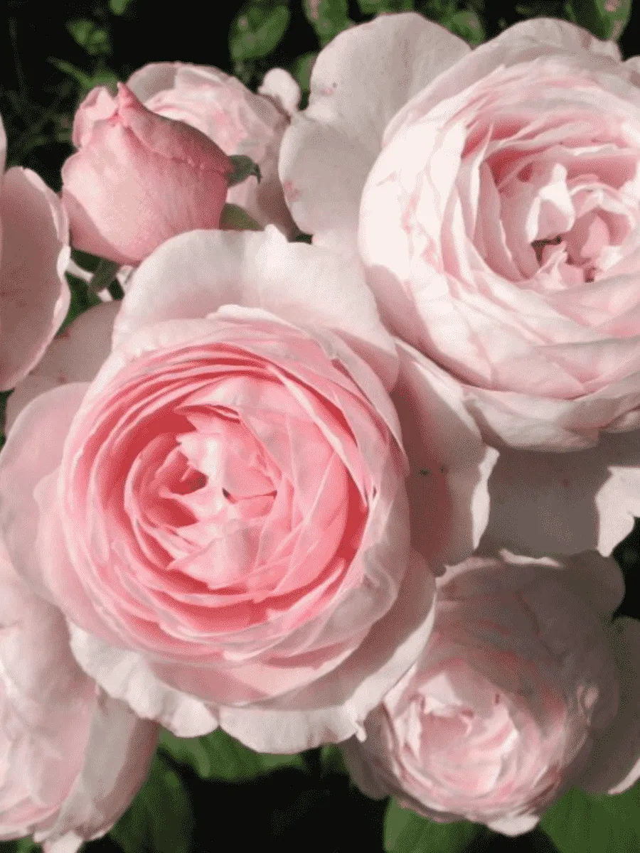 Роза Английская кустовая Geoff Hamilton