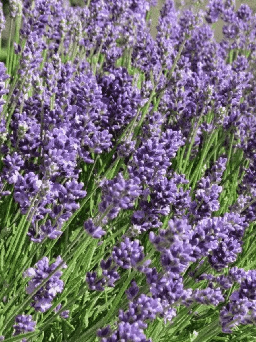 Лаванда узколистная Ellagance Purple Лаванда узколистная Ellagance Purple