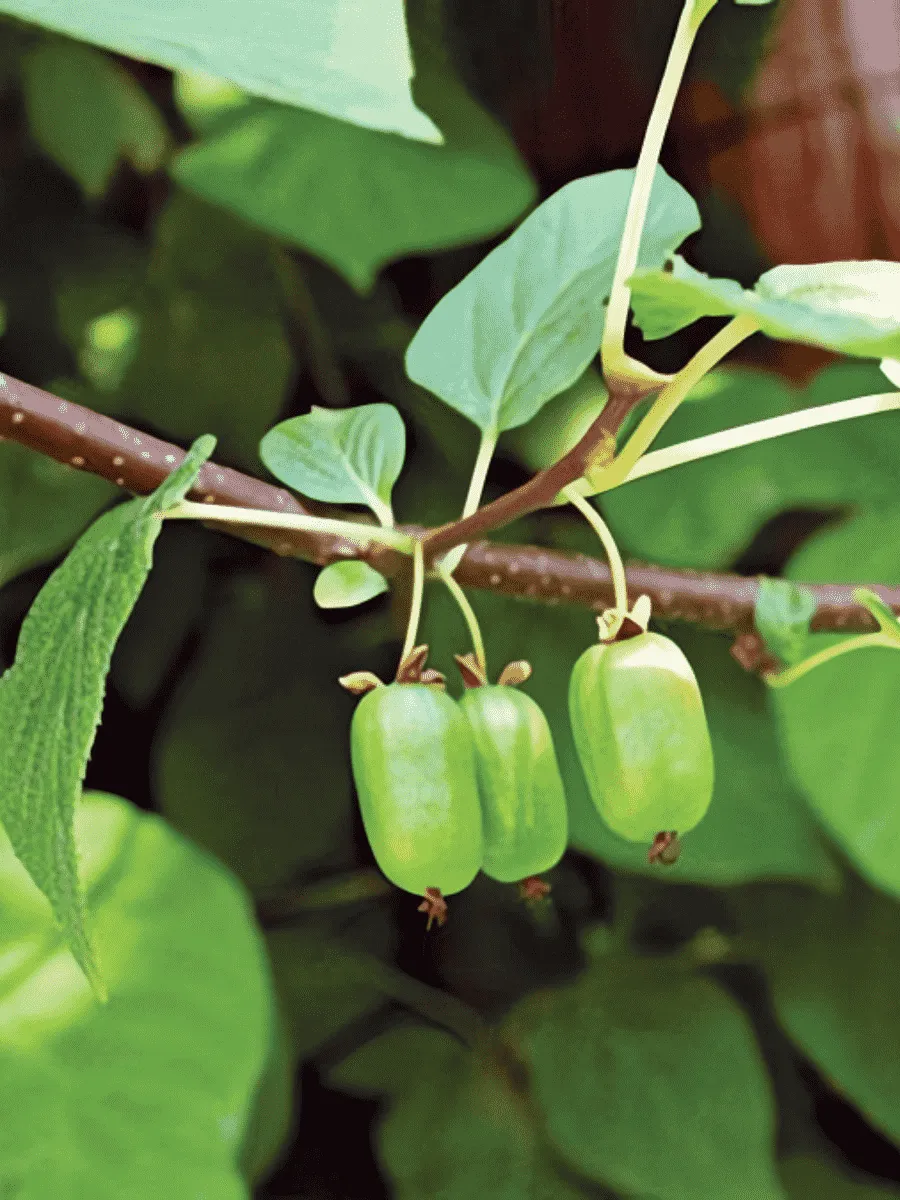 Актинидия коломикта Клара Цеткин