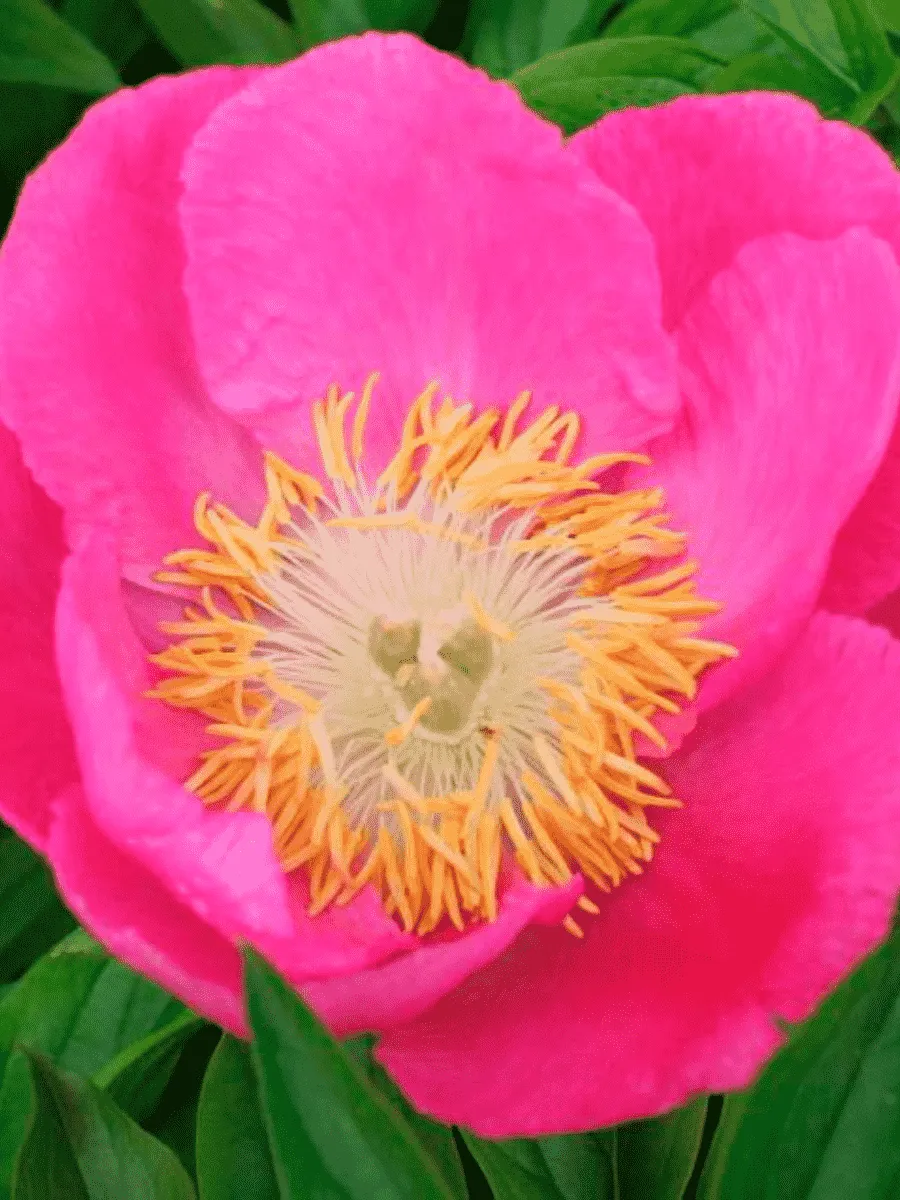 Пион Молочноцветковый Birtday