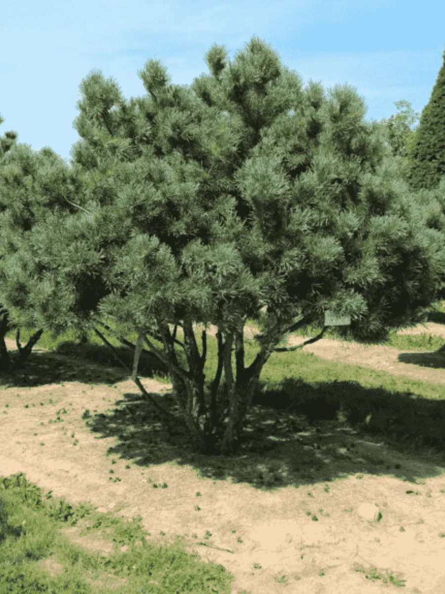 Сосна обыкновенная Watereri Сосна обыкновенная Watereri