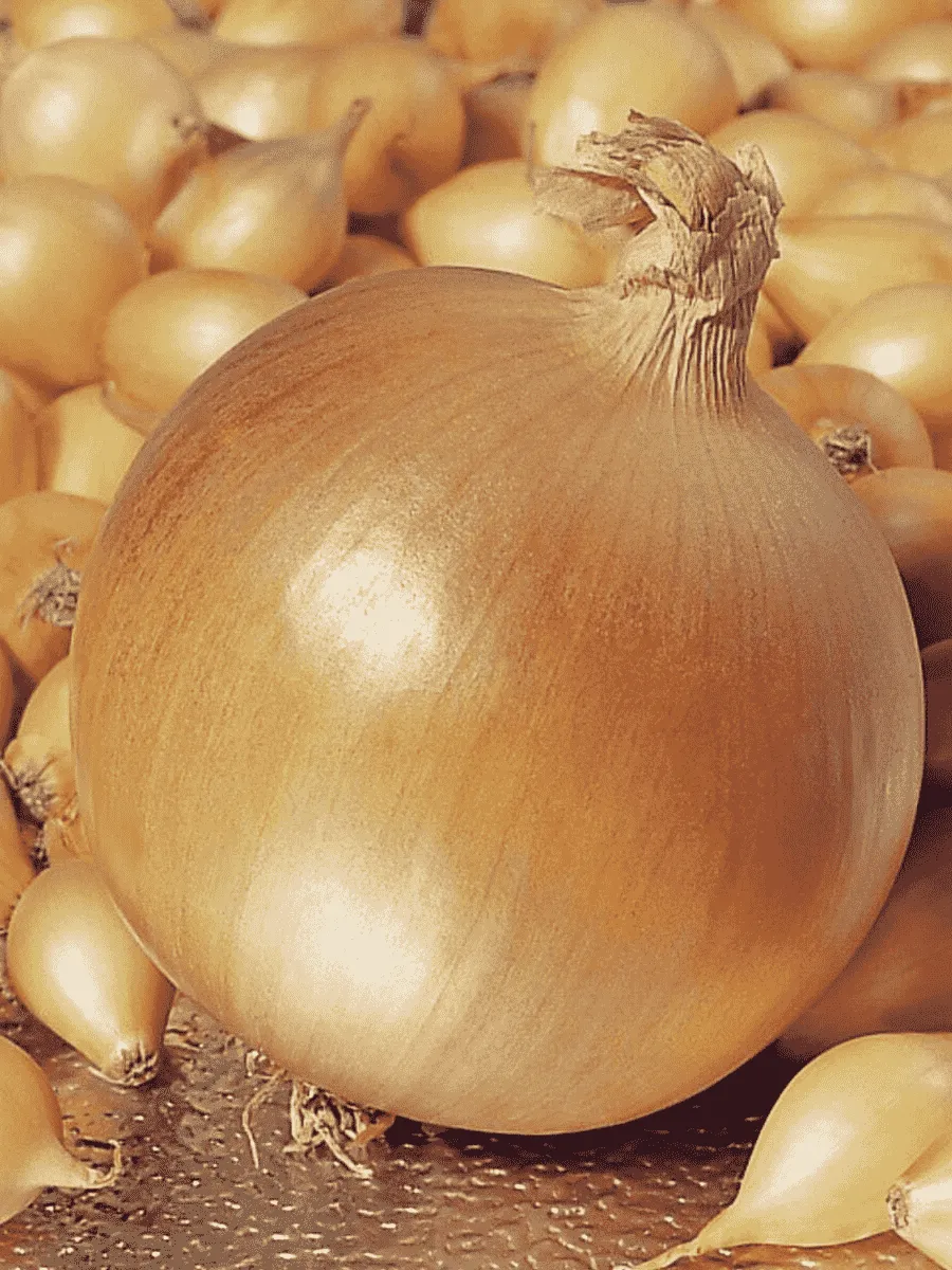 Лук-севок Геркулес Лук-севок Геркулес