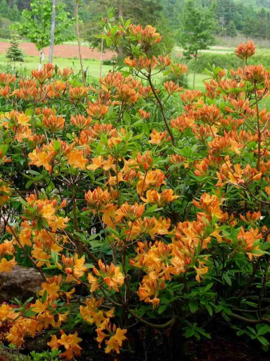 Азалия гибридный Golden Lights Азалия гибридный Golden Lights