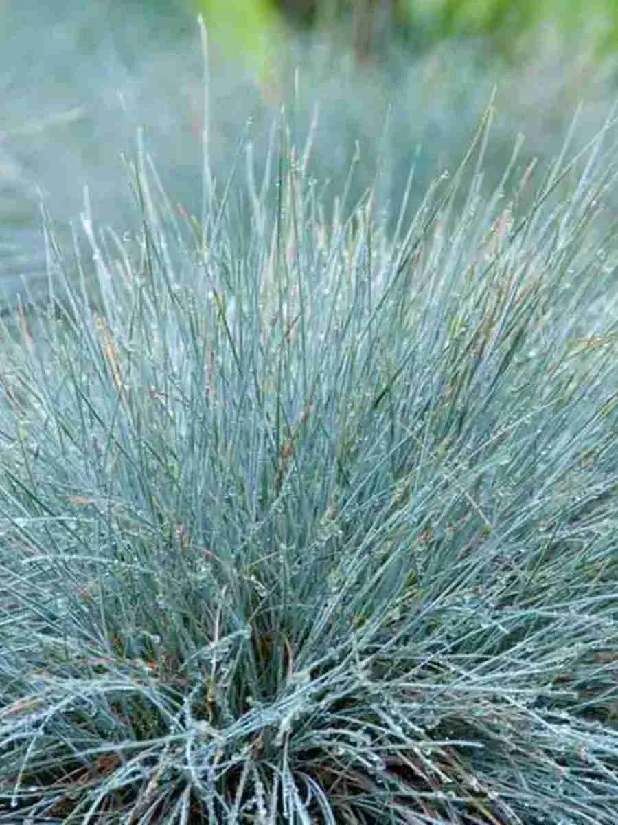 Мятлик сизый Blue Hills