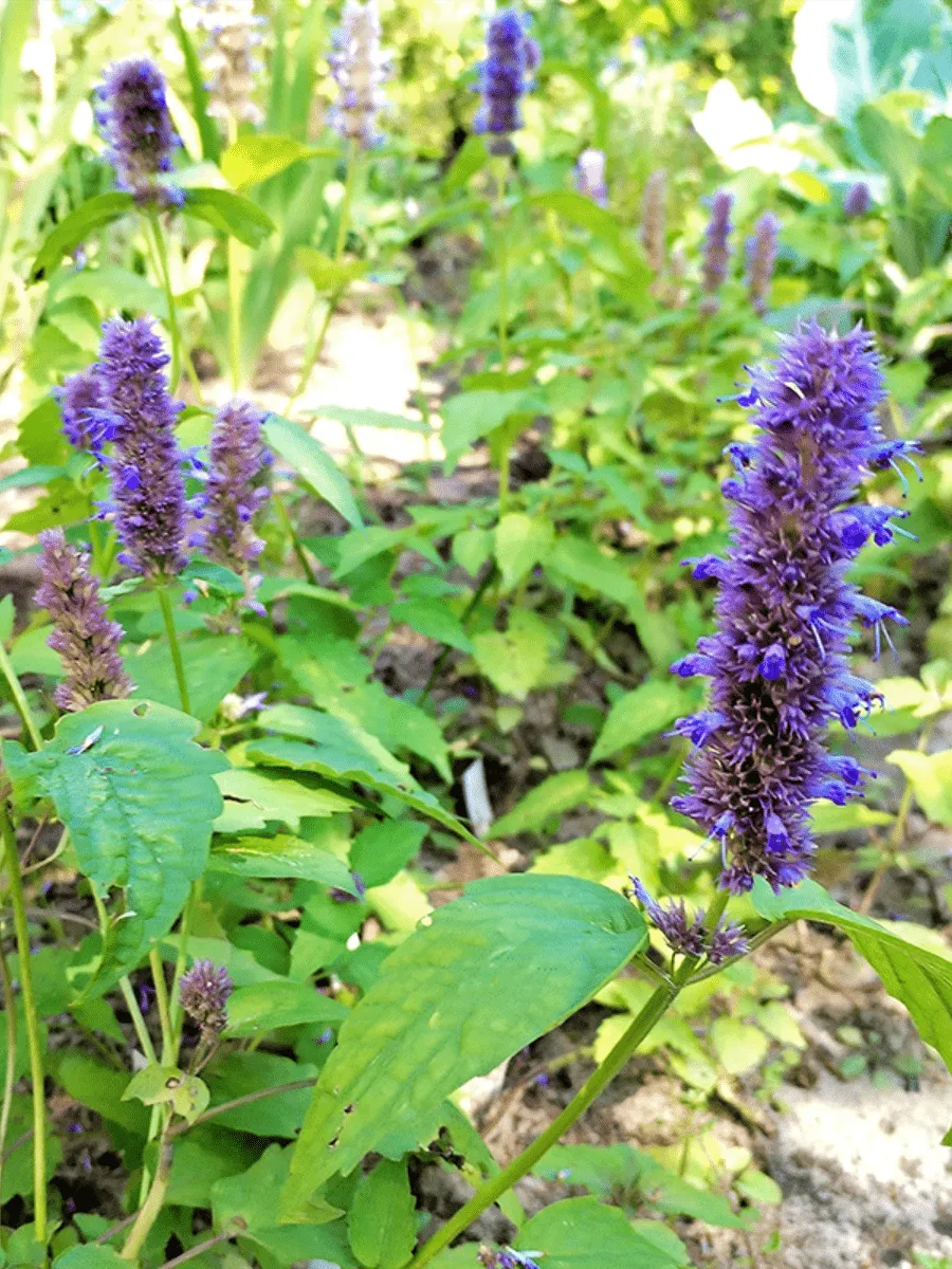 Агастахис  гибридный Yorkshire