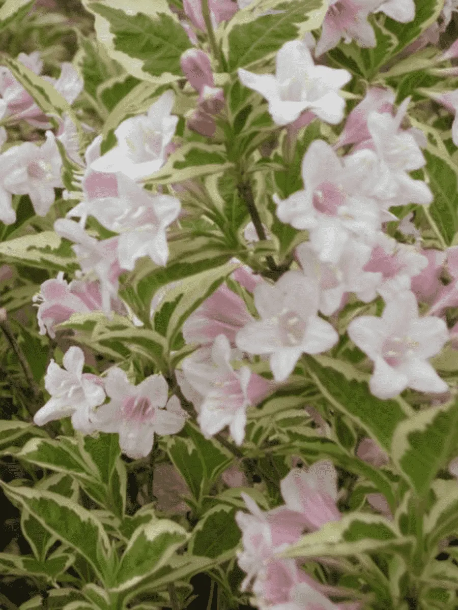 Вейгела цветущая Caricature Вейгела цветущая Caricature