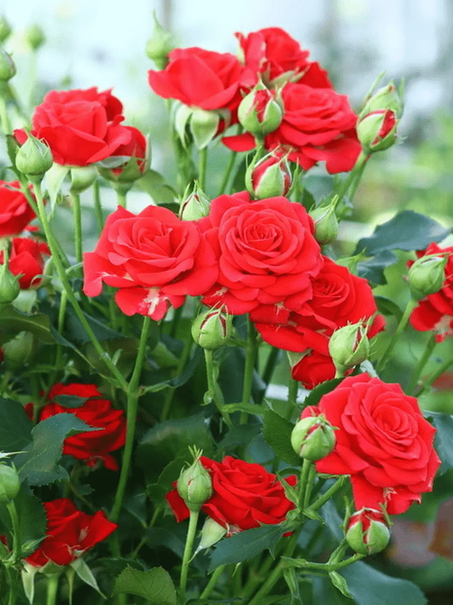 Роза спрей Mirabel Роза спрей Mirabel