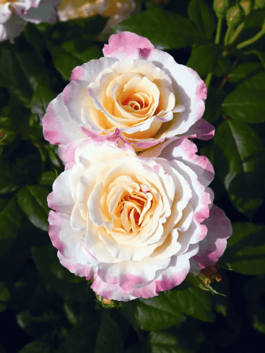 Роза чайно-гибридная  Aquarell