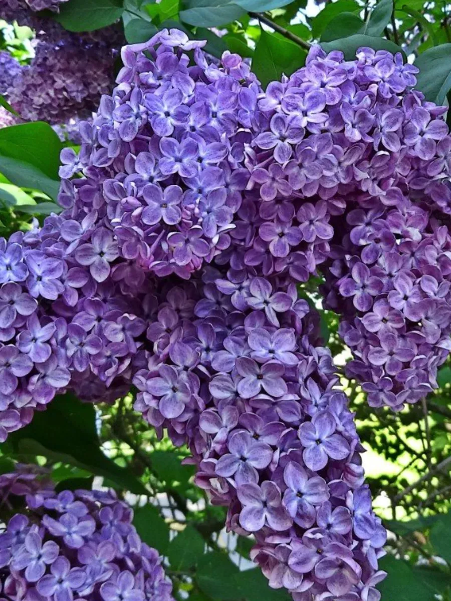 Сирень обыкновенная Синенький скромный платочек