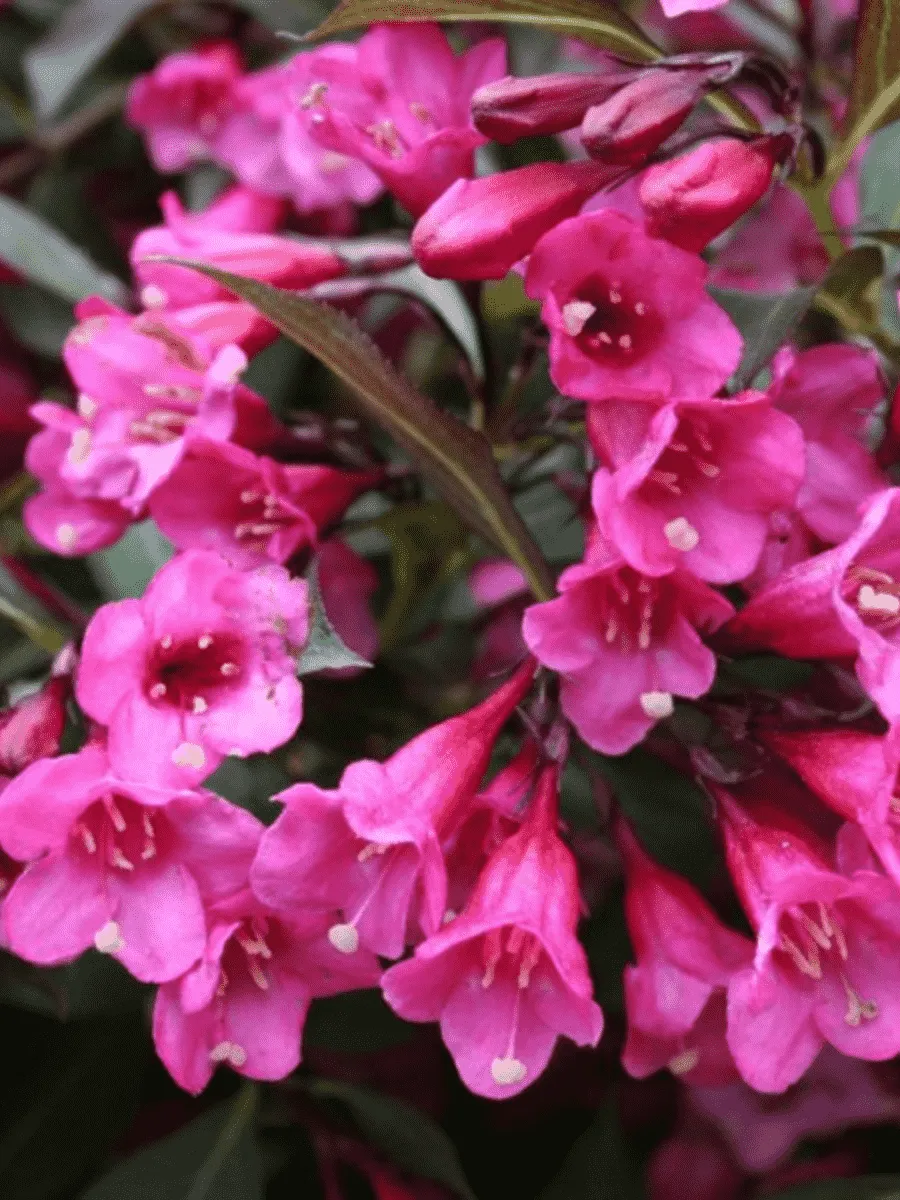 Вейгела цветущая Victoria Вейгела цветущая Victoria