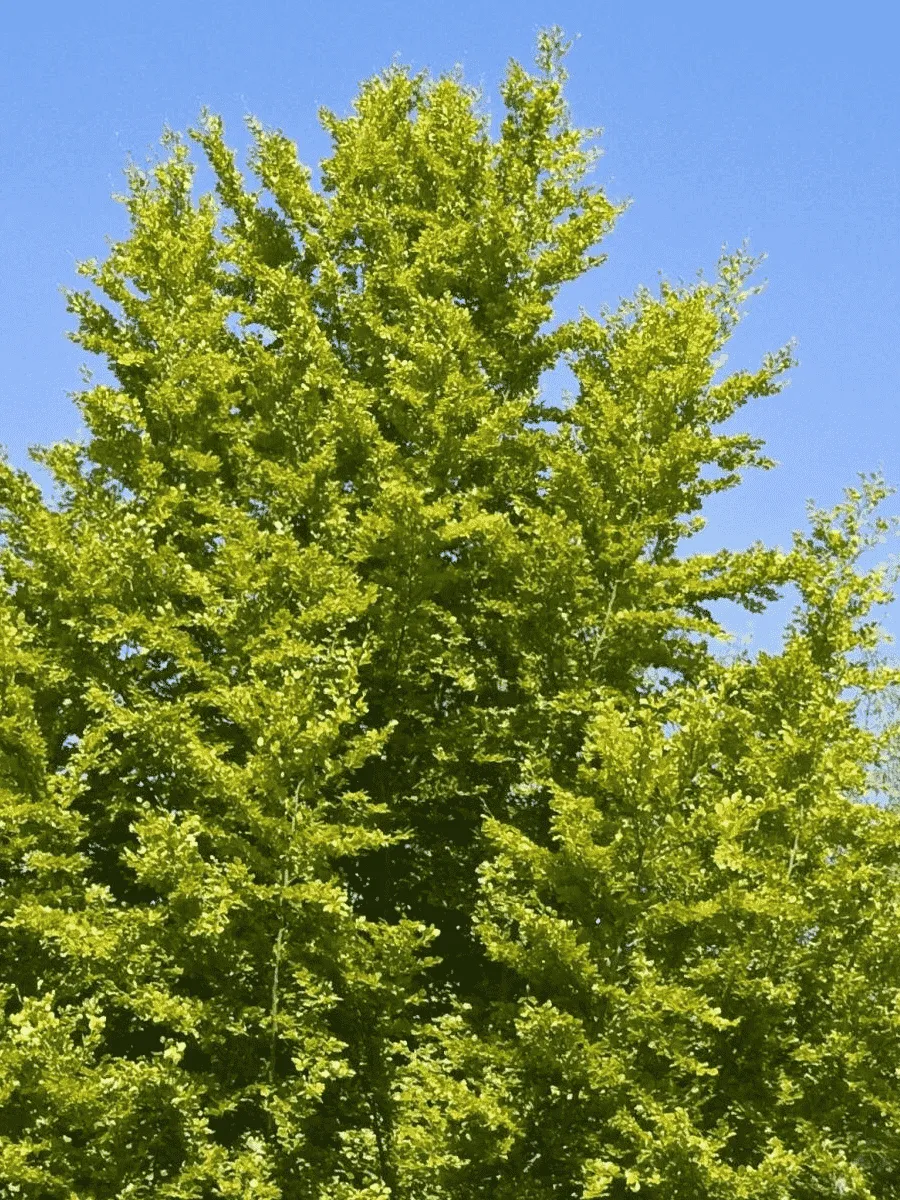 Бук лесной Бук лесной