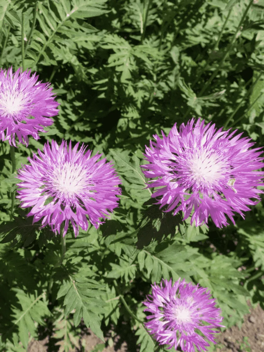 Василек подбеленный