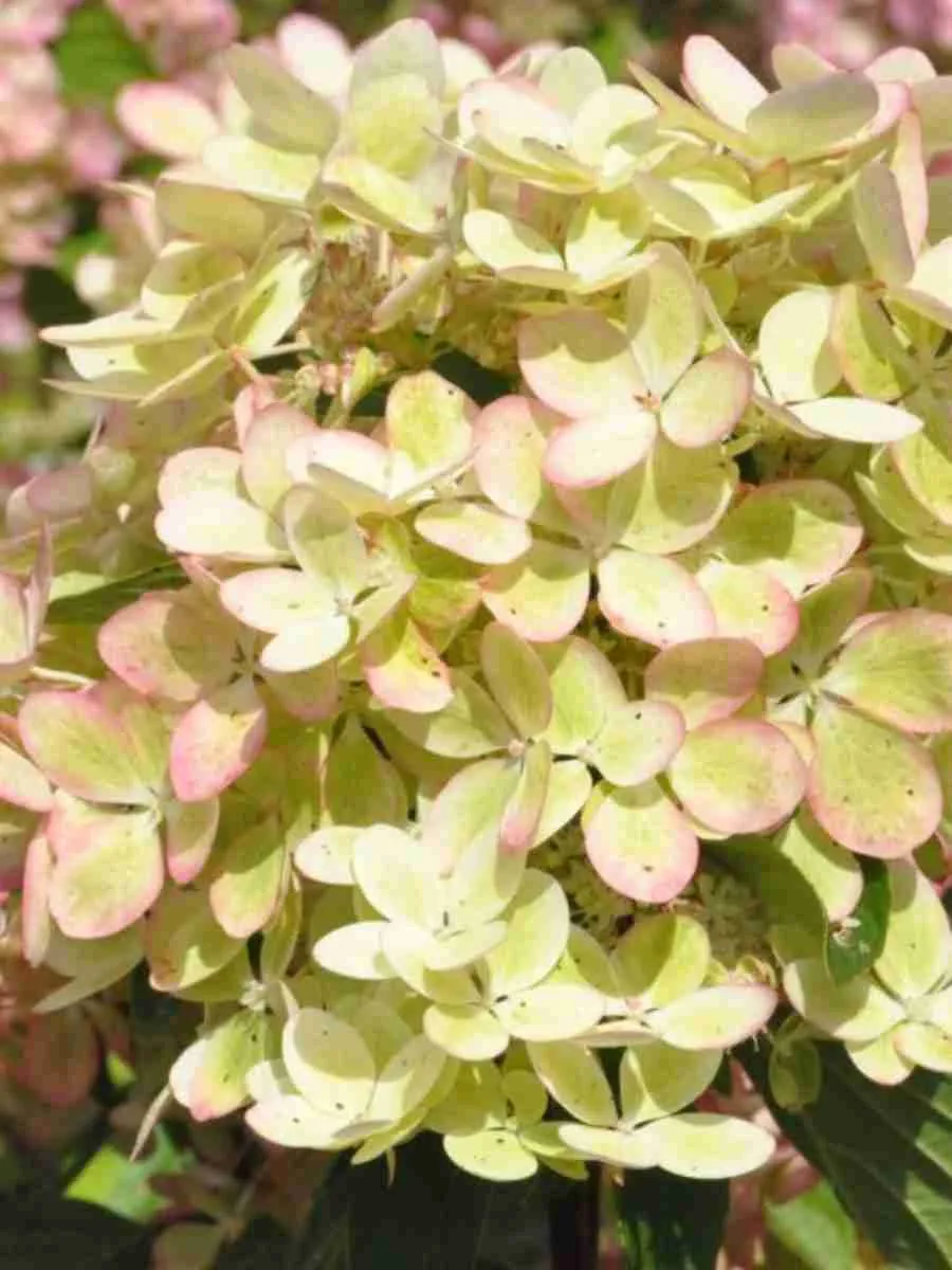 Гортензия метельчатая Pastel Green Гортензия метельчатая Pastel Green