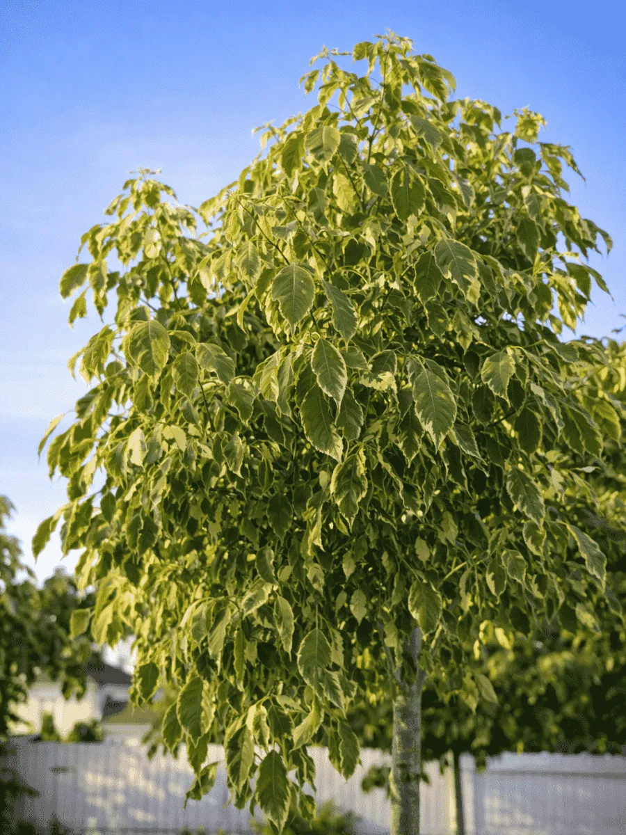 Клен ясенелистный Aureovariegata