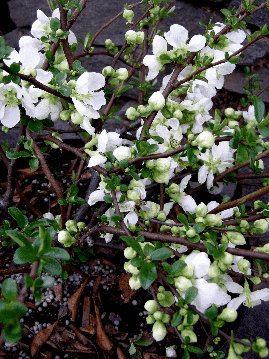 Айва превосходная Jet Trail Айва превосходная Jet Trail