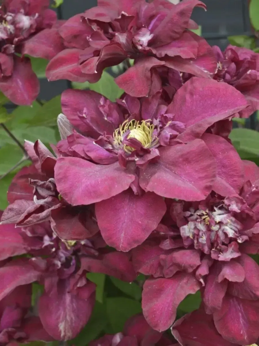 Клематис Jan III Sobieski