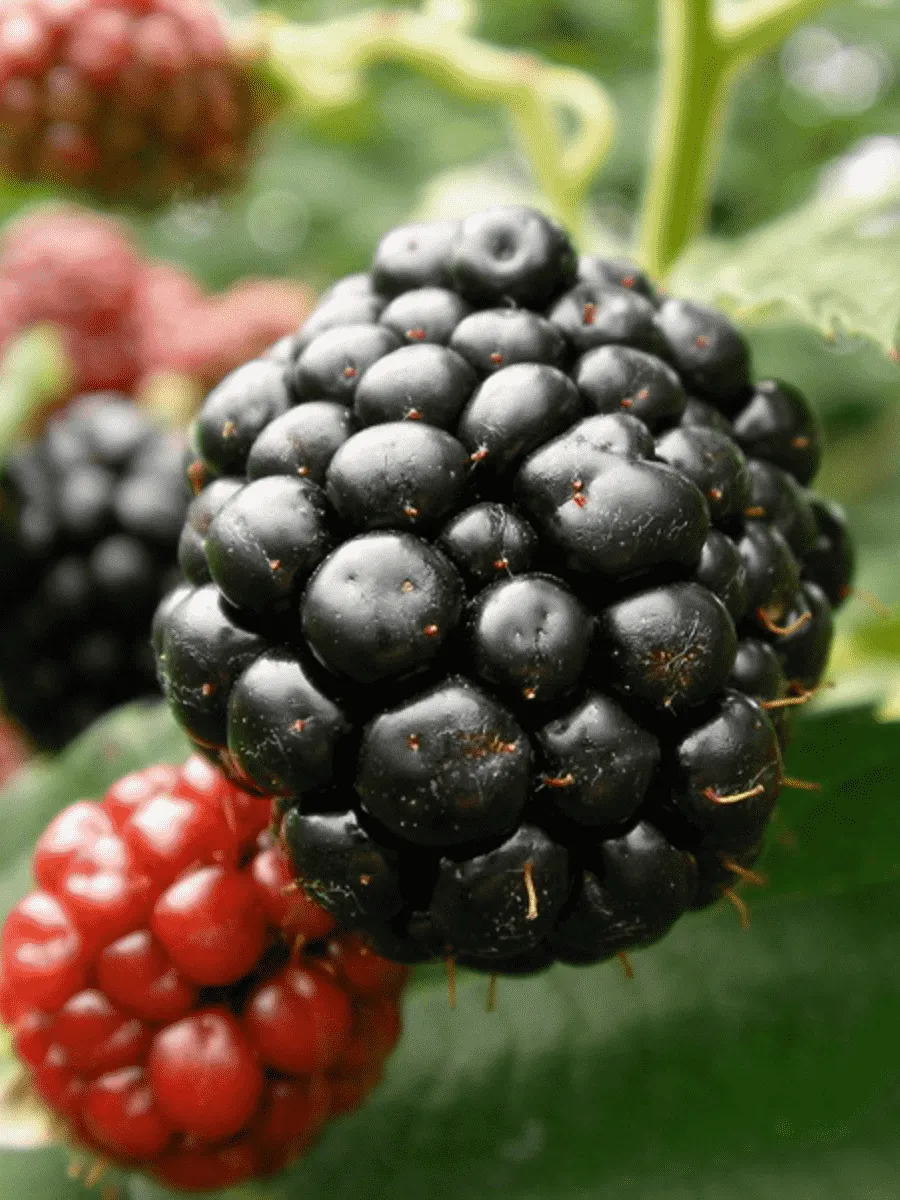 Ежевика садовая Гималаи Ежевика садовая Гималаи