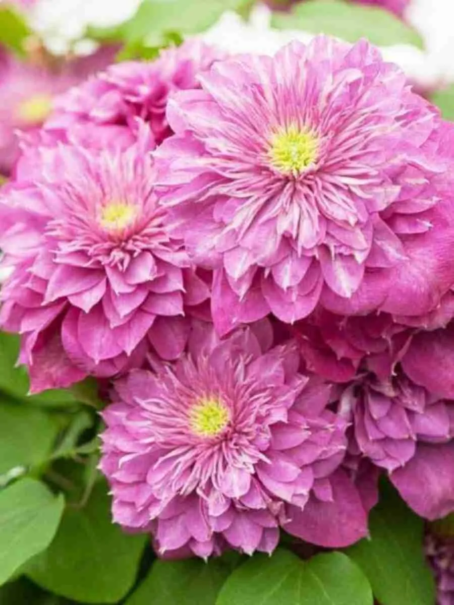 Клематис гибридный Kaiser Клематис гибридный Kaiser