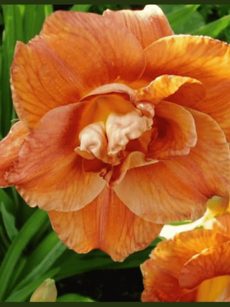 Лилейник Mary Brown