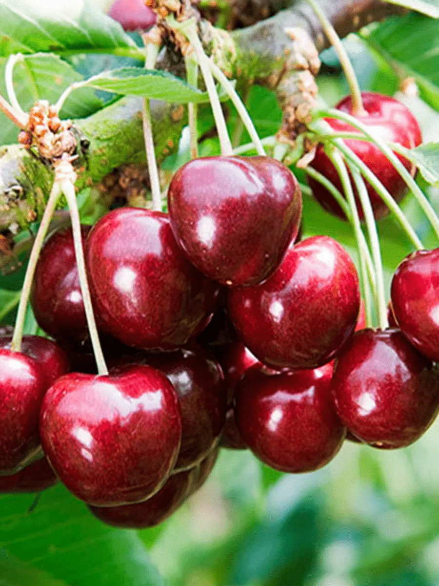 Черешня Остужевская