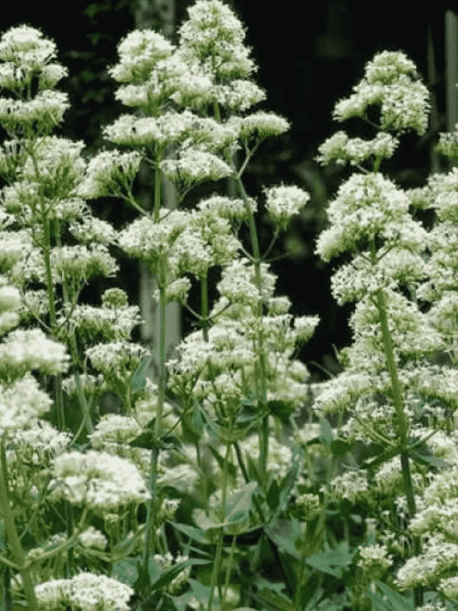 Кентрантус красный Albus Кентрантус красный Albus